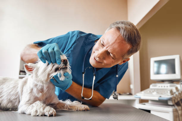 Best Mobile Emergency Dentist in Langdon, ND